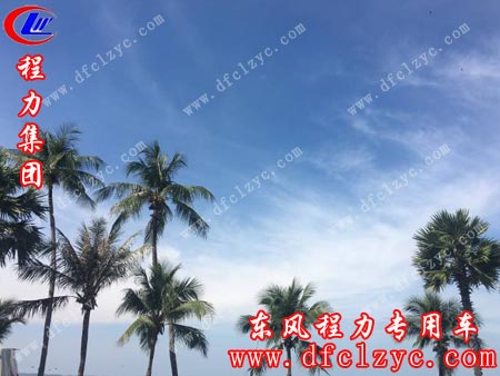 上述图为格兰岛岸边的椰子树